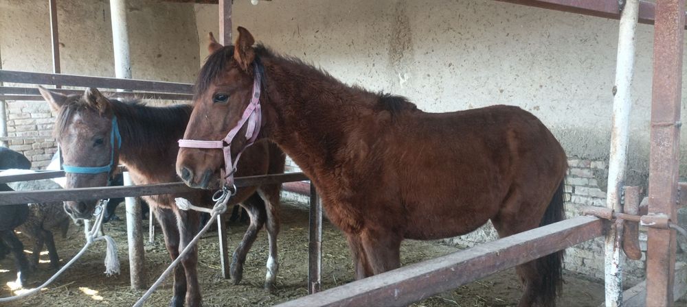 2 ta moda toy sotiladi