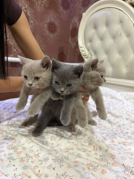 Пародистая британская короткошерстная кошка