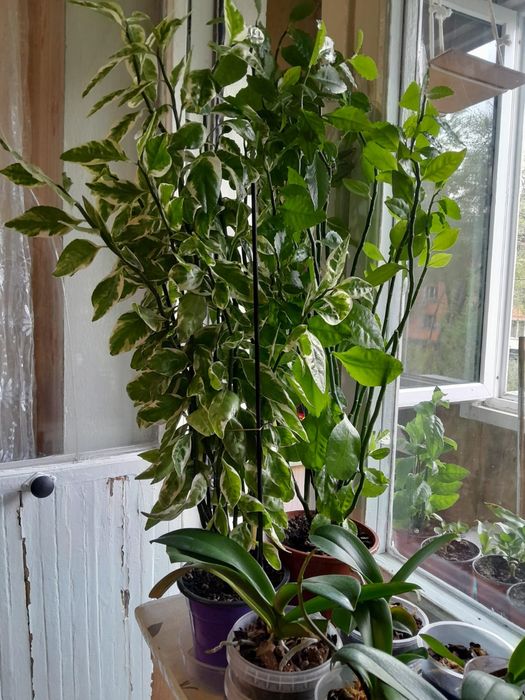 Продам цветы домашние