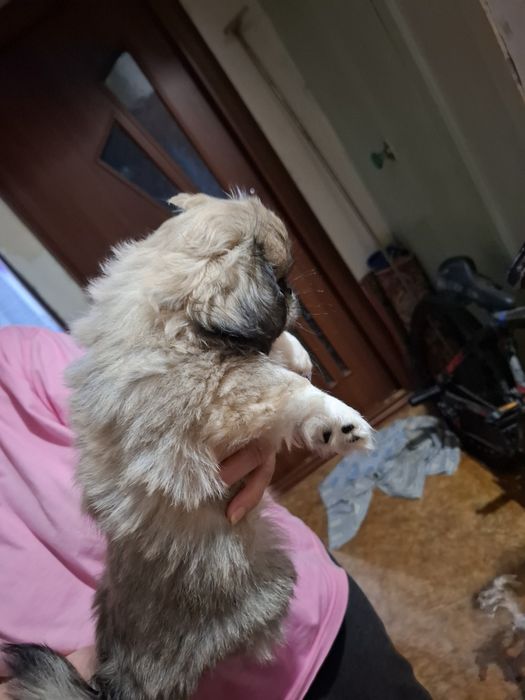 Щенок пекинеса мальчик