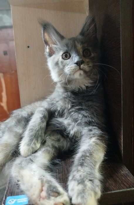 Котята Мейн-кун с документами