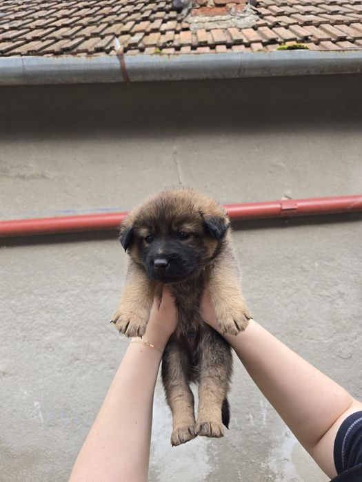 Catelusi spre adoptie