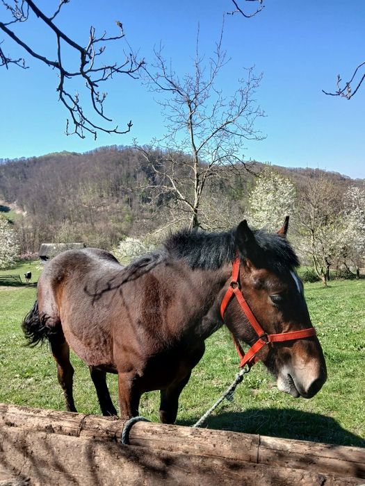 Vând mânz, detalii în privat