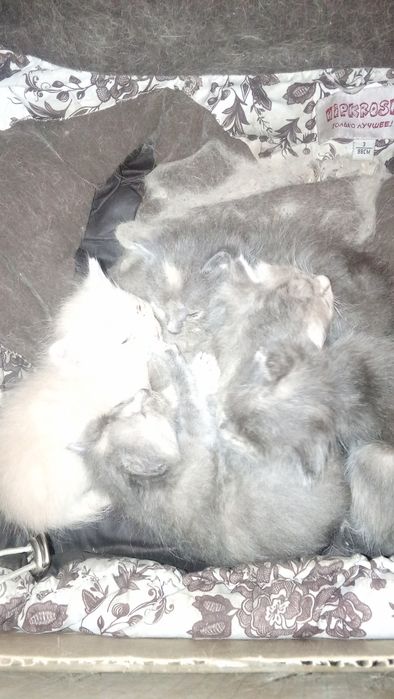 Ищем дом для котят 

Малыши очень ласко