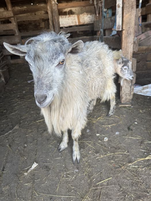 Продается Козы Козел козленок