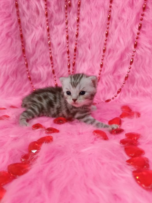 Продам котят шотландка+бенгал