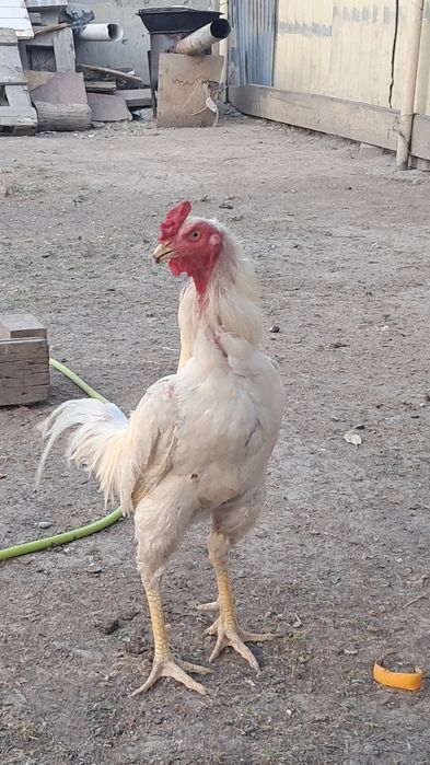 Продам бойцовых кур петухов