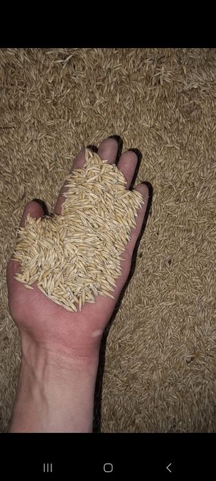 Продам  Овёс сорт Стиплер