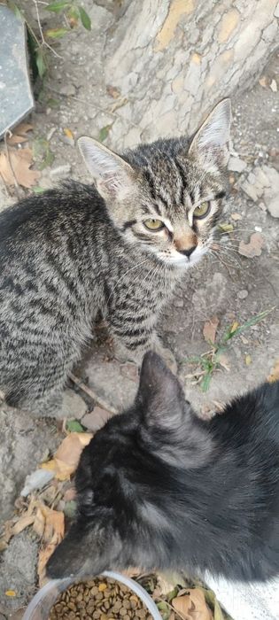 Отдадим в хорошие руки.