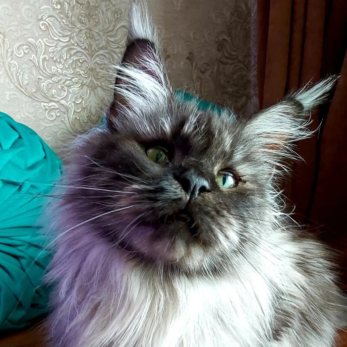 Мейн- куны КОТЯТА  !!! Черепахи- Красные- Крем- Голубые- Дымные- Мрамо