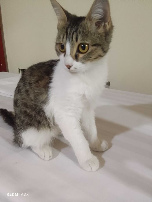 Мехрибон, ак'лли уй мушуги-Муизза яхши к'улларга берилади СОТИЛМАЙДИ!