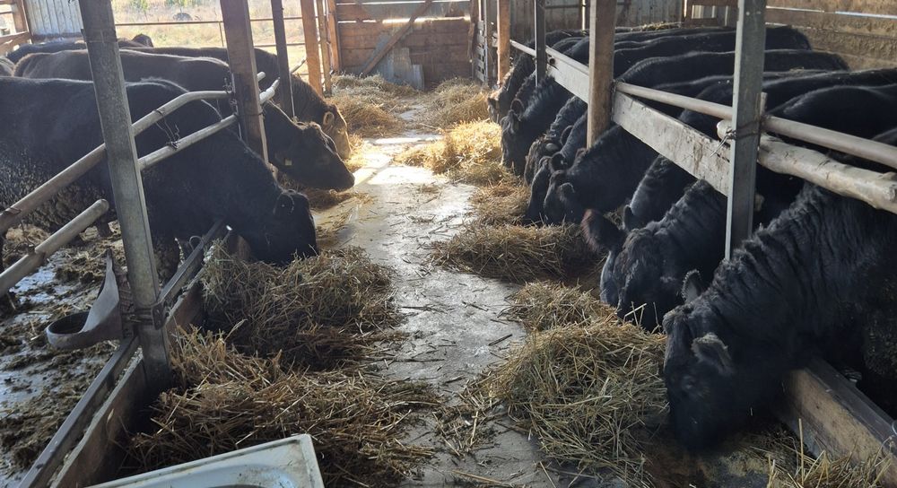 Vand 15 tauri Angus