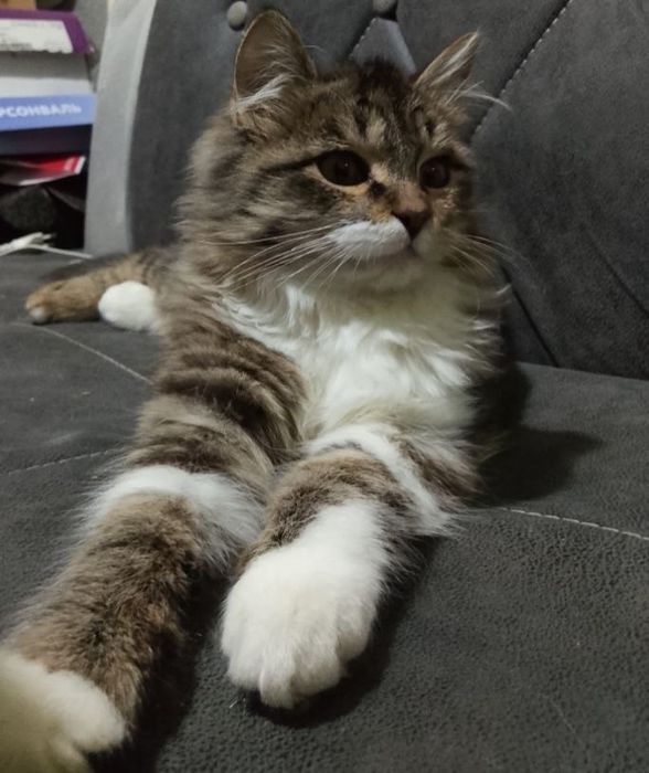 Изу маму или папу..Отдам в добрые руки котенок