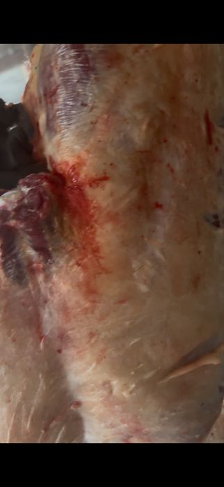 Байталдар сатылады кунажын