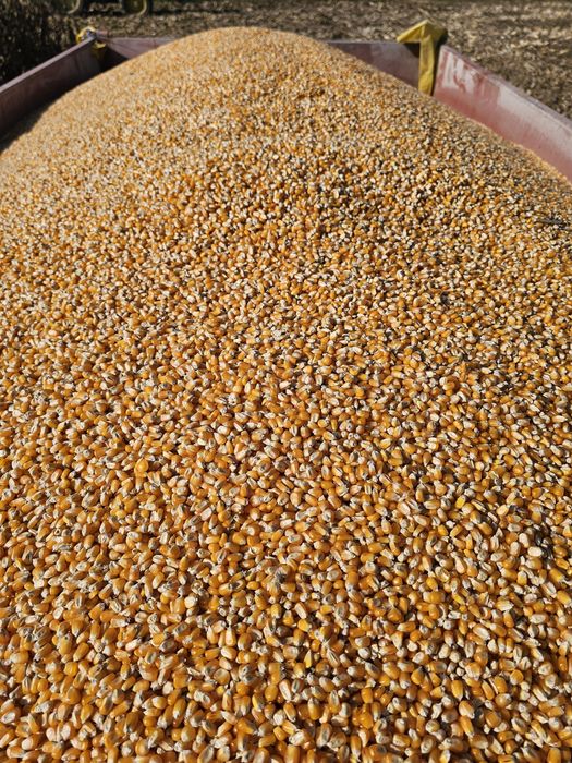 Vând Porumb boabe uscat calitate foarte bună