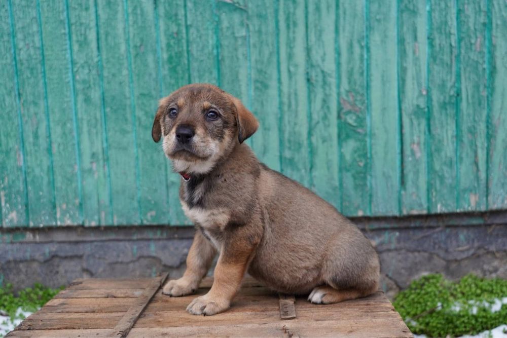 Бебета кученца търсят дом!
