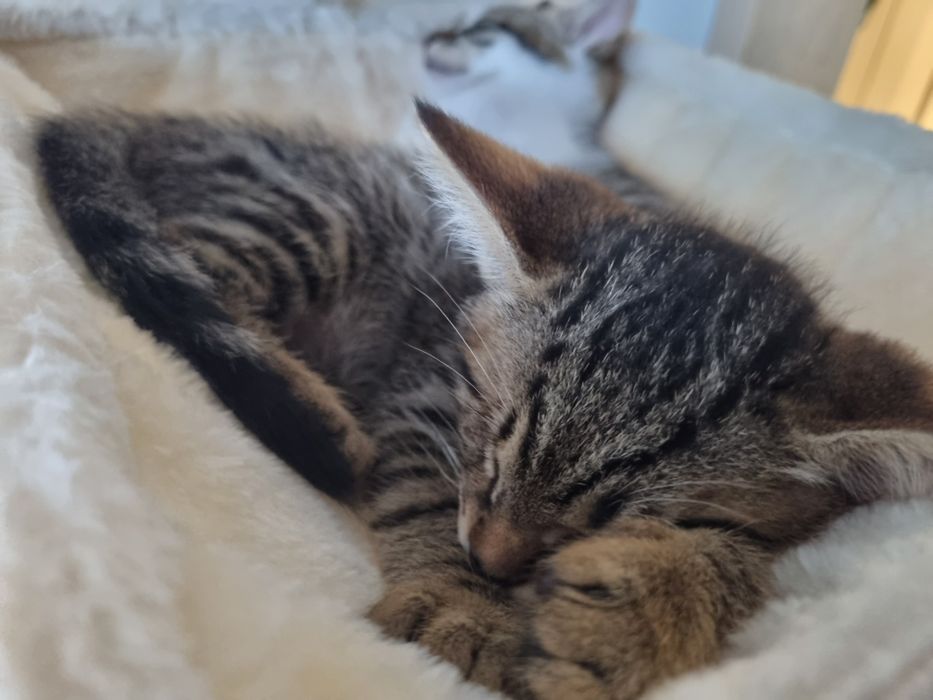 Подарявам малки котета!