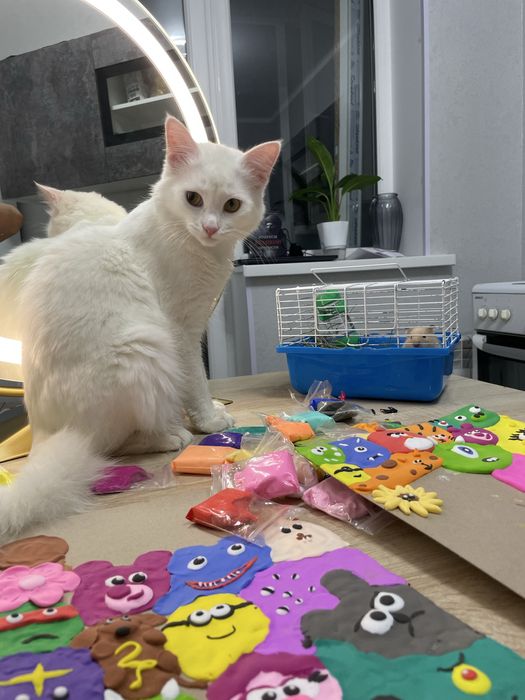 Ищем кошку для вязки