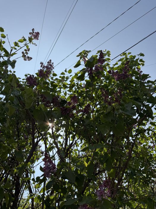 Букет сирени только от 10 тыс