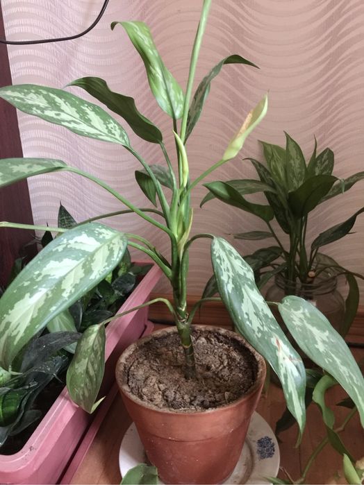 Цветы комнатные , разные