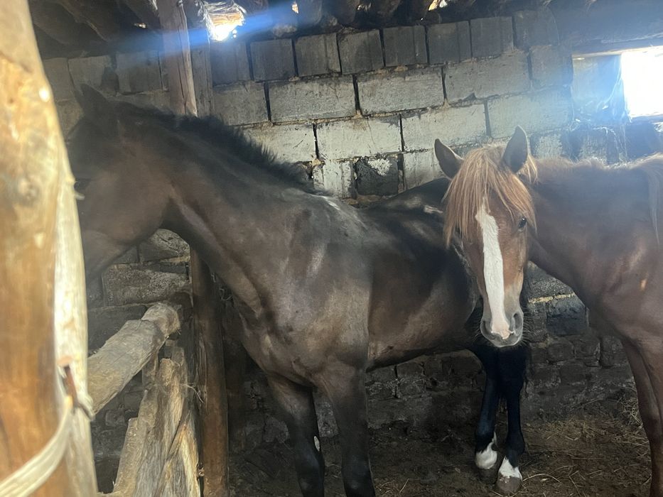 Екы еркек тай сатылады