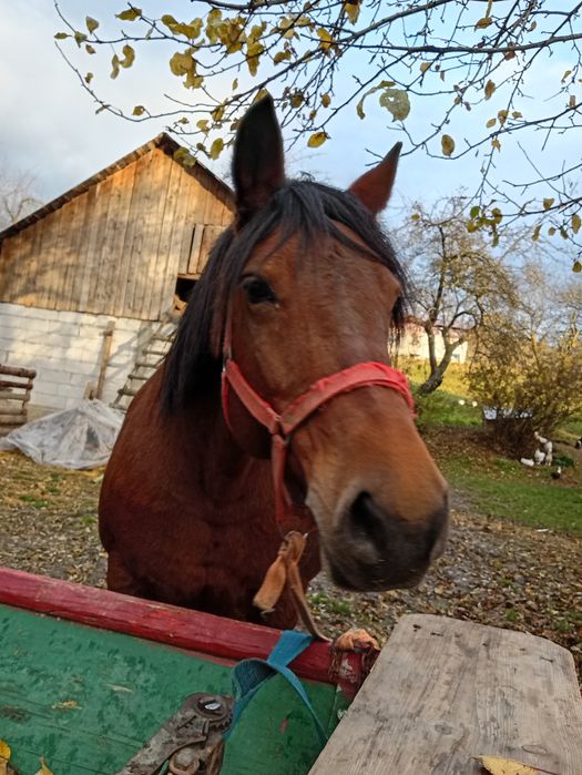 Iapă de vânzare se vinde