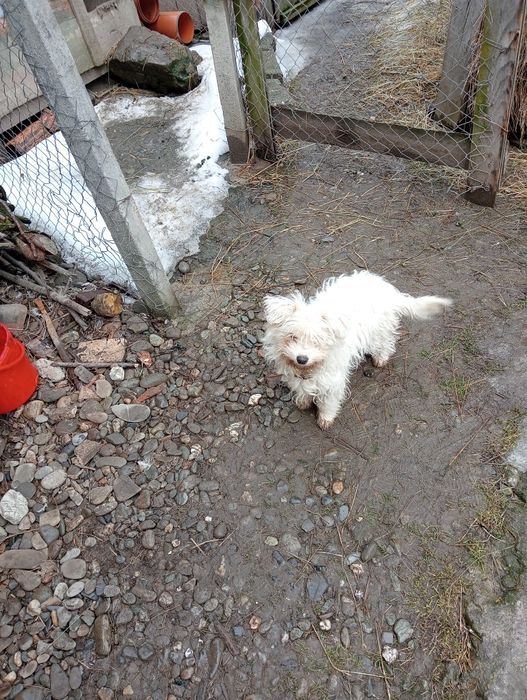 Ofer bișon schimbă locația