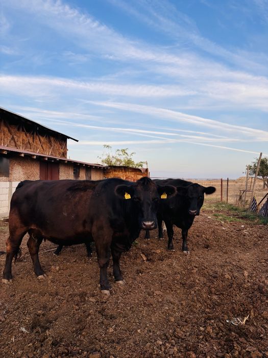 De vanzare 2 Vaci Angus