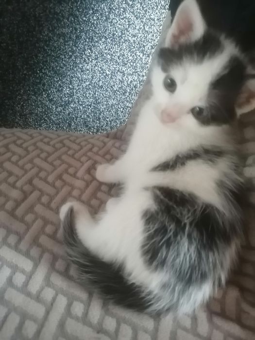 Donez pui de pisică