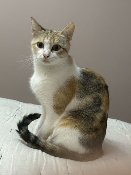 Кошка Бусинка ищет добрый дом