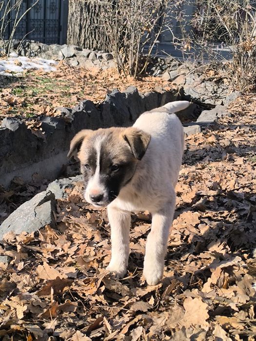 Щенки/ щенок в добрые руки бесплатно