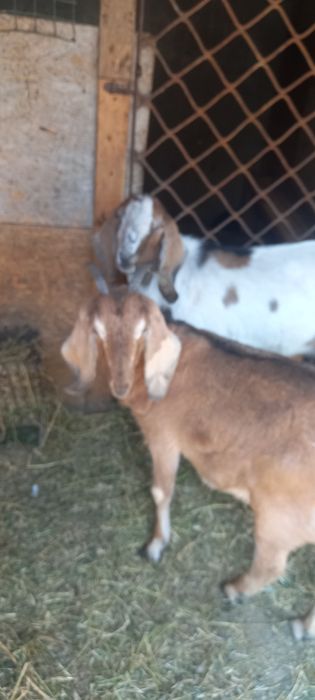 Pereche de anglo nubian