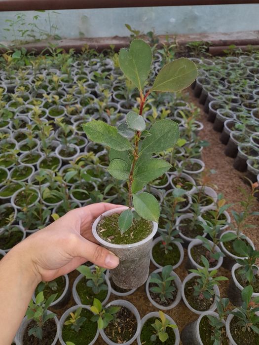 Dekorativ O'simliklar Nihollari