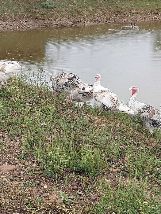 Vând curci de casă