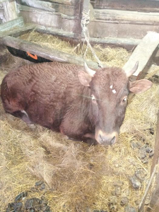 Продам стельную корову