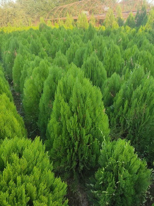 Manzarali daraxtlar va gullar. Landshaft dizayn. Obrezka, uxod.