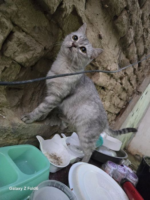 Коты и кошки ищут дом!