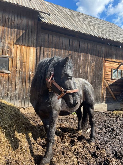 Vând armăsar 10 ani