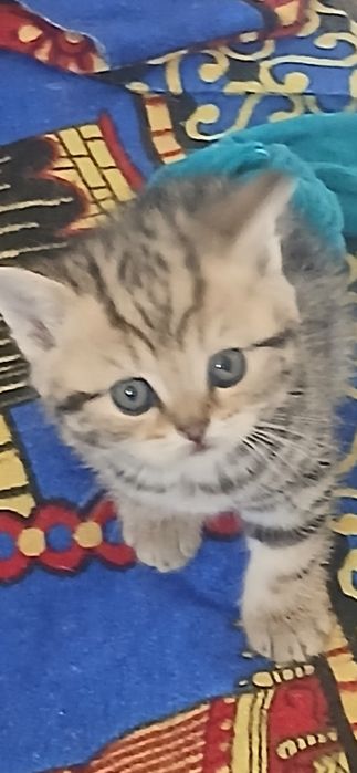 Shajarasi toza mushuk bolalari