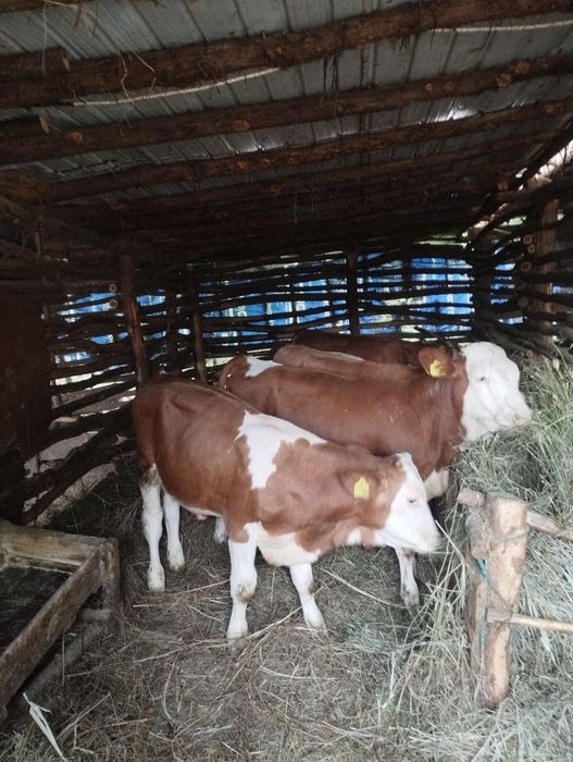 De vânzare 16 vitei 11taurasi și 5vitele detalii despre acest ea la Nr de tel 0774423055