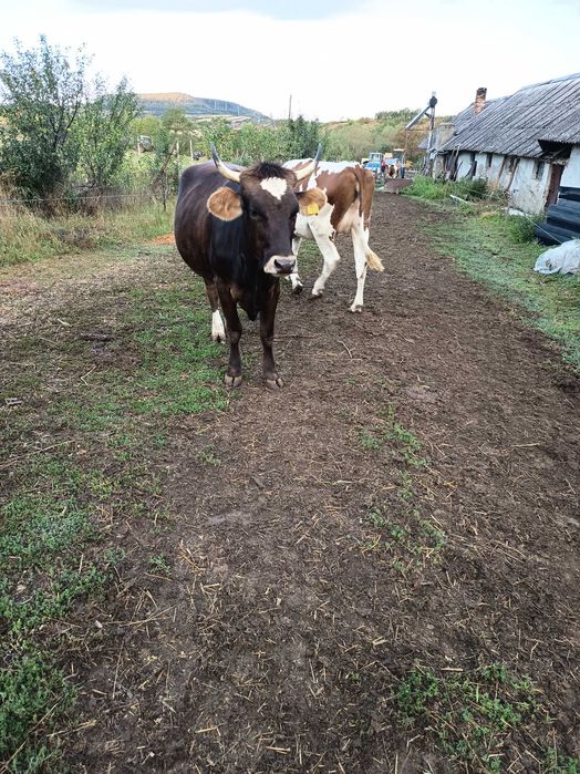 Vand două junginci gestante