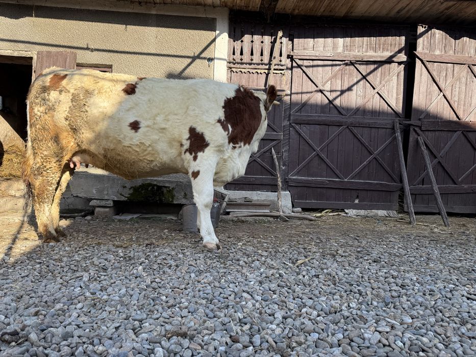 Vand juninca gestanta in luna a-9-a.