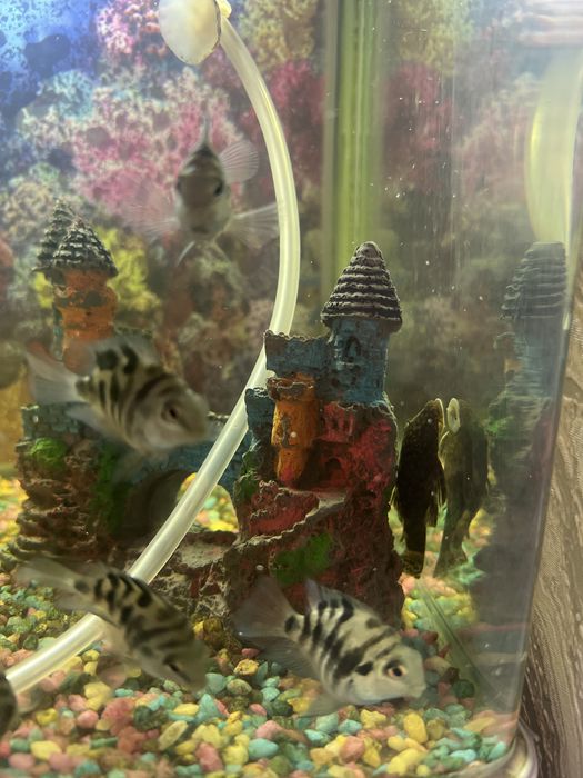 Аквариумные рыбы