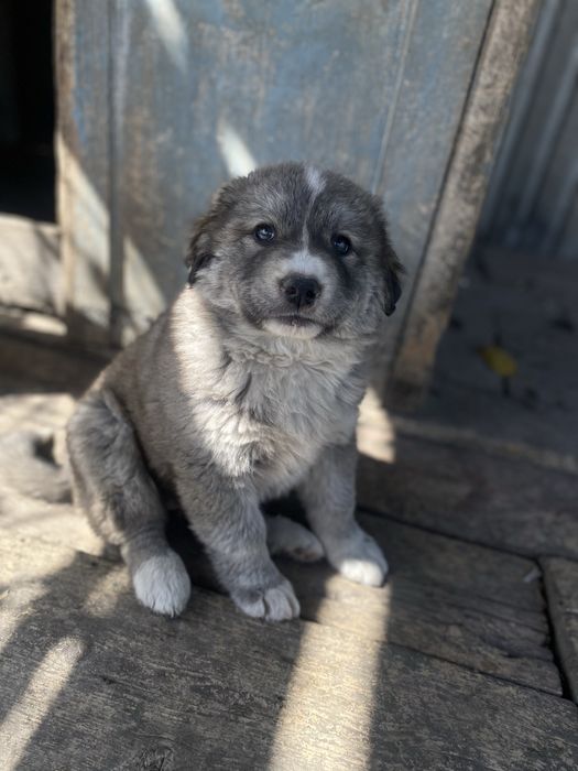 Алабай щенок девочка в добрые руки