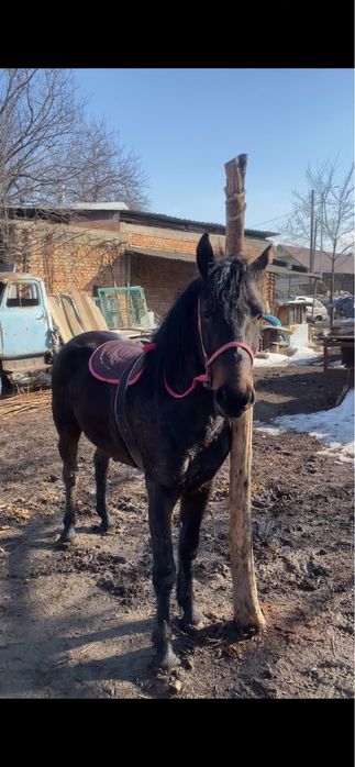 Продам жеребца 4 года