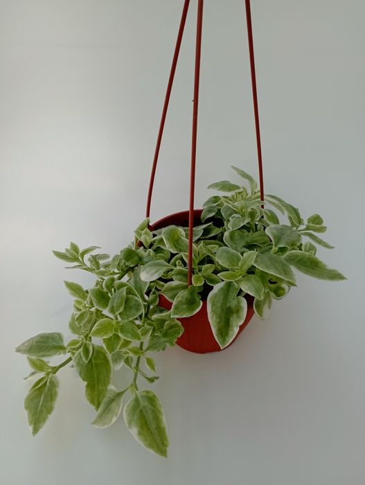 Продам комнатные цветы