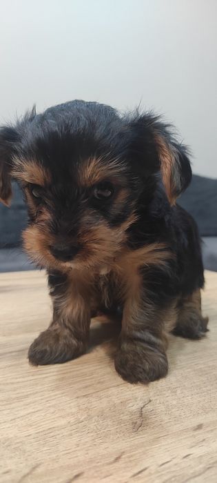 Йоркширски териер (без родословие)