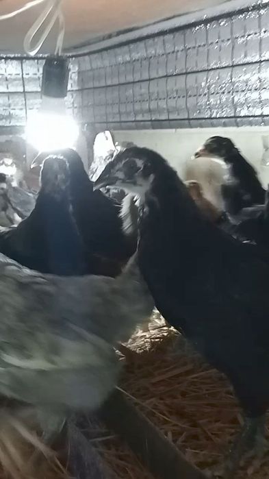 Жужалар сотилади. 1 кунликдан 2 ойликгача жужалар бор.