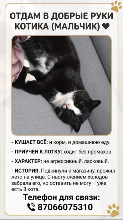 Отдам в добрые руки