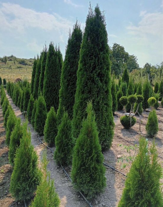 Голубые ели, сибирскеи ели, декоративные ели